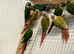 Conures