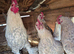 Booted Bantams chicks