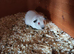 Himalayan guinea pig sows
