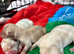 Beautiful Labrador Puppies for sale