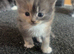 4 beautiful kittens looking for their forever home