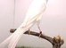 2024 very beautiful Persian canary hen