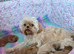 Stunning Asian Shihpoo puppies