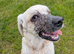 Lovely Puppy Boy (KC)