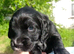 Delightful Cockerpoo Puppies for sale to good forever home