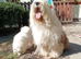 KC registered Old English Sheepdogs