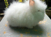 Lionhead Bunnies