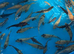 Koi carp