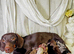 STUNNING KC REGISTERED MINI DACHSHUNDS PRA CLEAR