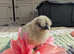 3 BEAUTIFUL BLUE SILKIE CHICKS &ndash; CHAMPION BLOODLINE