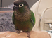 Male green cheek conure bird parakeet silly tame