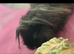 Male guinea pig