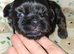 Imperial dobie shih tzu