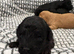 Miniature cockerpoo puppies