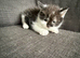 Kitten for sale