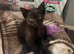Male kitten Ready now