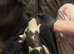 Beautiful litter of springer spaniels