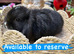 Four gorgeous mini lops for sale