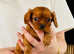 DNA Health and Breed Tested