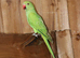 Green ring neck parrot