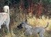 Kangal pup’s
