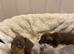 Miniature dachshund puppies