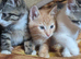 Three beautiful kittens for sale.