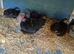 beautiful trio of black pekins