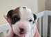 Jack ruussell puppies