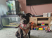 Female staffy cross