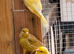 Cute Canaries