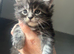 Full Maine Coon Kittens