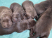 Chocolate Labrador puppies