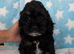 Cockapoo puppies ready now