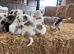 Stunning litter of Blue merle & black/white collies