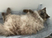 2 ragdolls