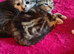 4 incredibly stunning kittens
