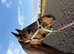 Minimally marked filly