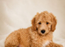Cavapoo boys ready to leave now