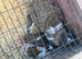 Lovely bunnys