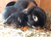Mini lop baby bunnies
