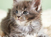 Pedigree MaineCoon Kittens