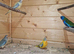 Neophema splendida parakeet