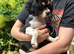 RKC reg Cavalier King Charles girl