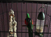 Red winget parrot