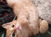 Cute ginger kitten