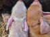 Kunekune bottle fed piglets (pedigree).