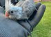 Whiteface Cockatiel Chick – Reserve Now