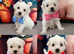 Pure Pedigree Champion Bloodline Bichon Frise