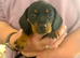 2 KC Reg Miniature Smooth Haired Dachshund Puppies - PRA Clear - READY 15/10